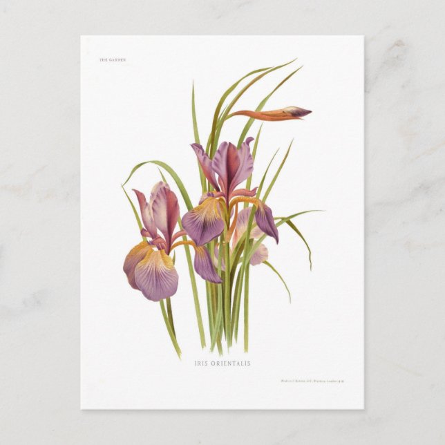Iris orientalis postkarte (Vorderseite)