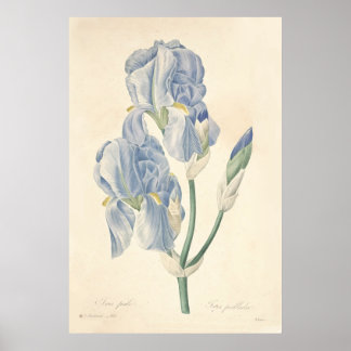 Iris Pale Poster