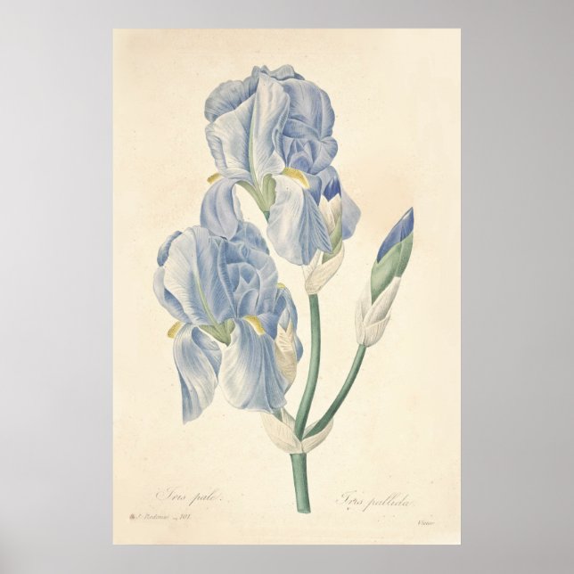 Iris Pale Poster (Vorne)