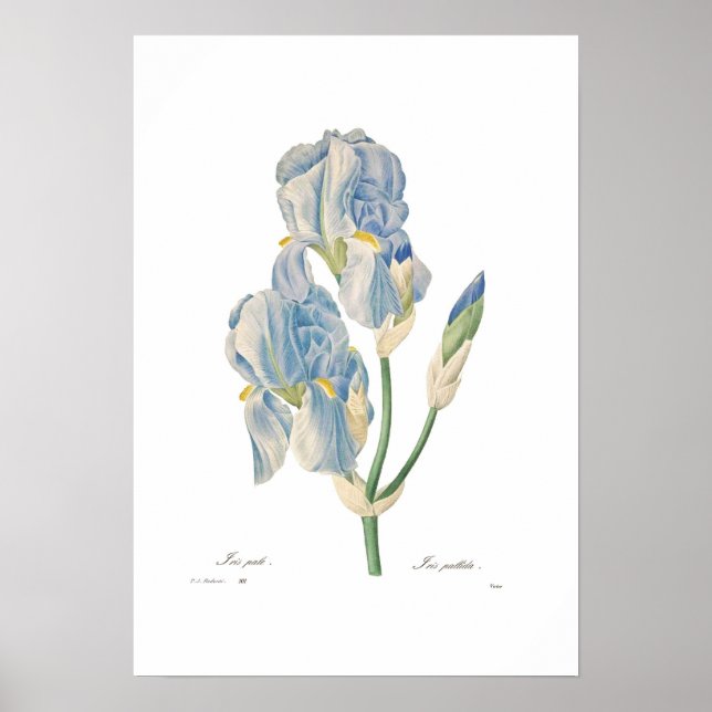 Iris Pallida Poster (Vorne)