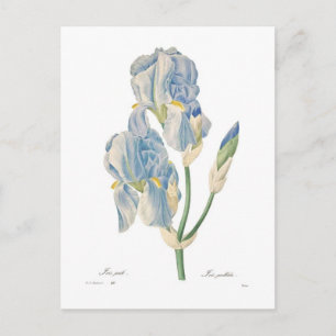 Iris Pallida Postkarte