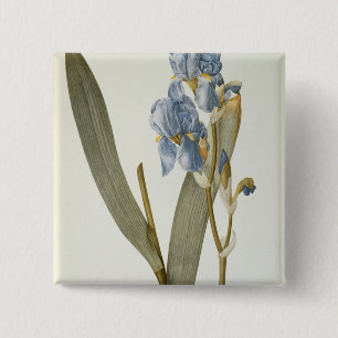 Iris Pallida, von "Les Liliacees", 1812 Button
