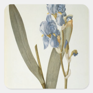 Iris Pallida, von `Les Liliacees', 1812 Quadratischer Aufkleber