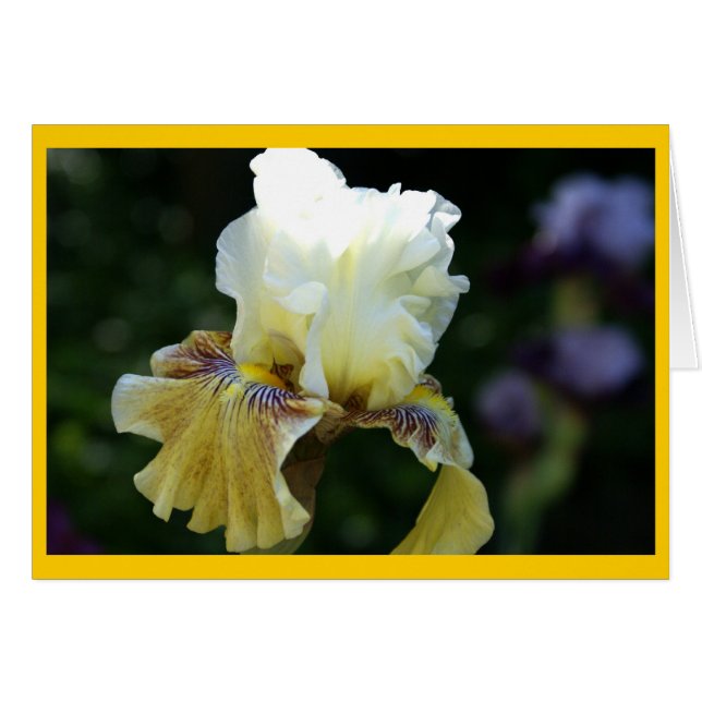 Iris-Perfektion (Vorderseite (Horizontal))