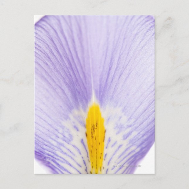 Iris petal postkarte (Vorderseite)