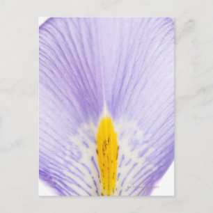 Iris petal postkarte