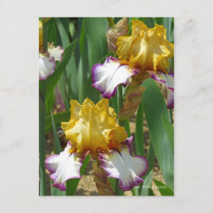 Iris "Point Made" [Postkarte] ポ ス ト ド Postkarte