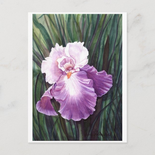Iris Postcard Postkarte (Vorderseite)