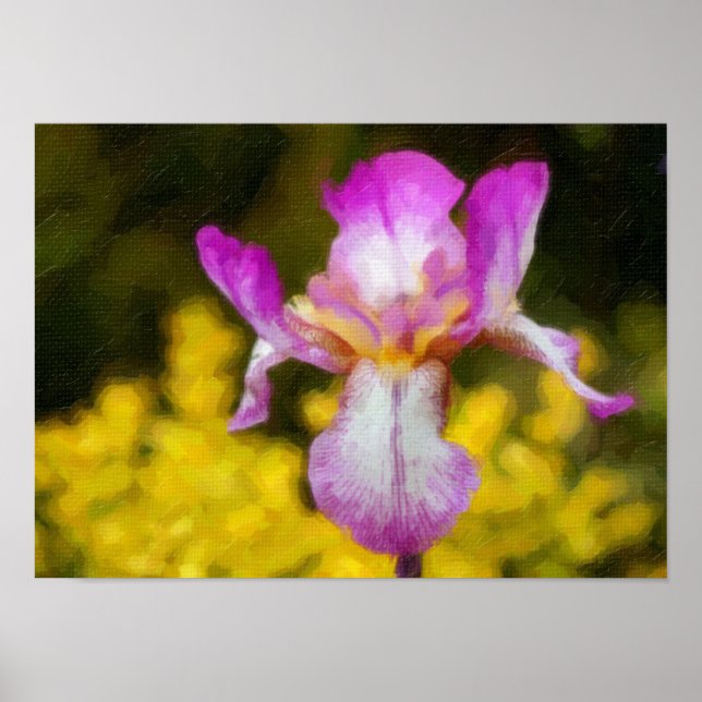 Iris Poster (Vorne)