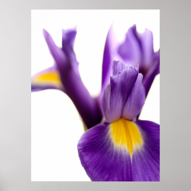 Iris Poster (Vorne)