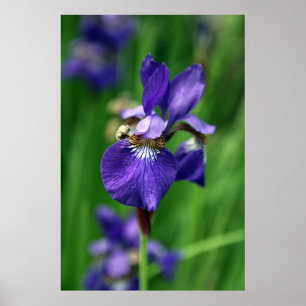 Iris Poster