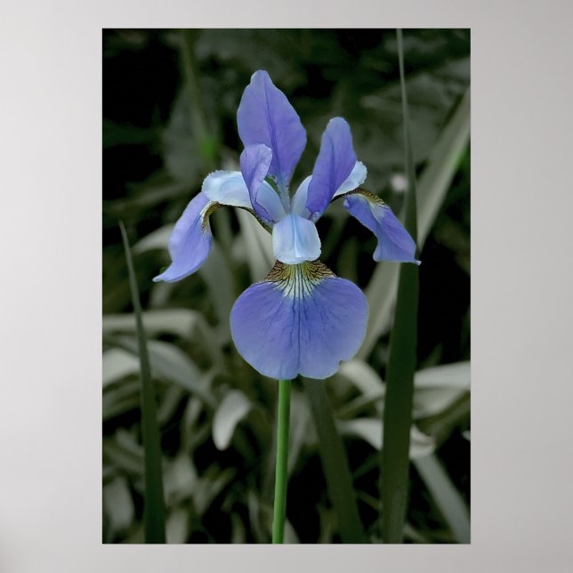 Iris Poster (Vorne)