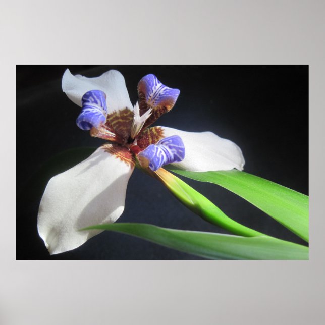 Iris Poster (Vorne)