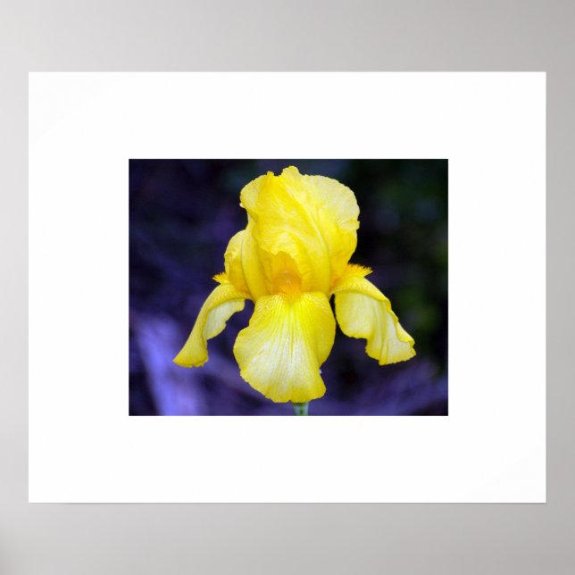 Iris Poster (Vorne)