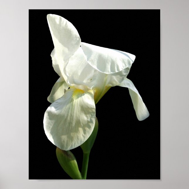 Iris Poster (Vorne)