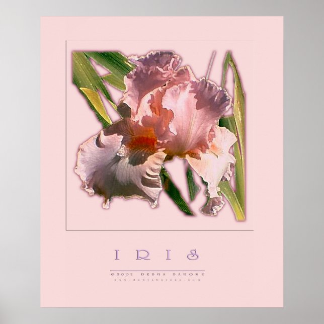 IRIS POSTER (Vorne)