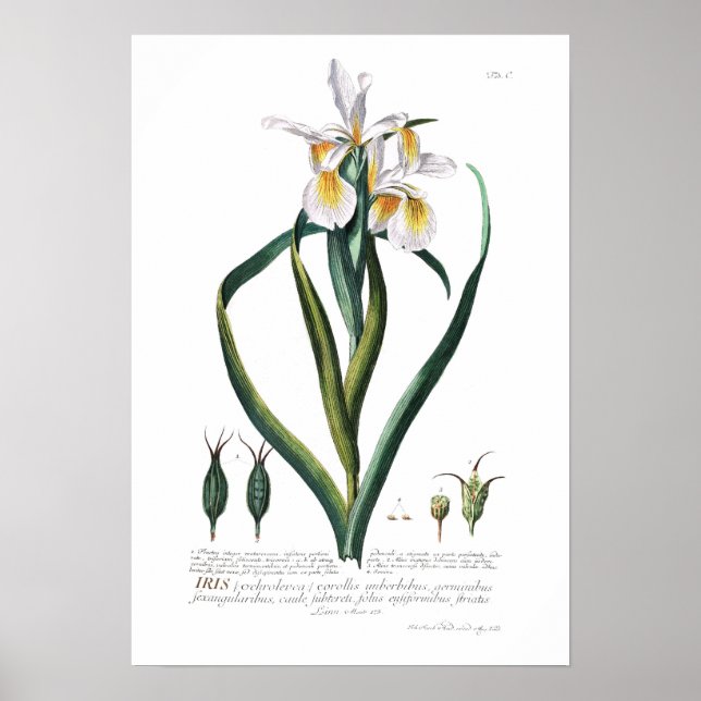 Iris Poster (Vorne)