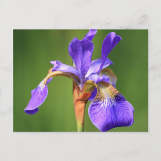 Iris Postkarte