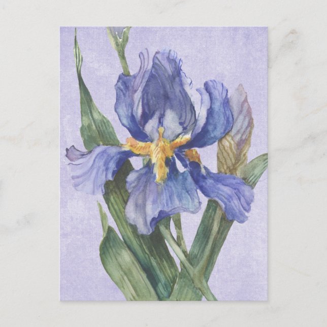 Iris Postkarte (Vorderseite)