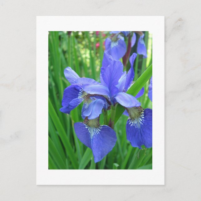 Iris Postkarte (Vorderseite)