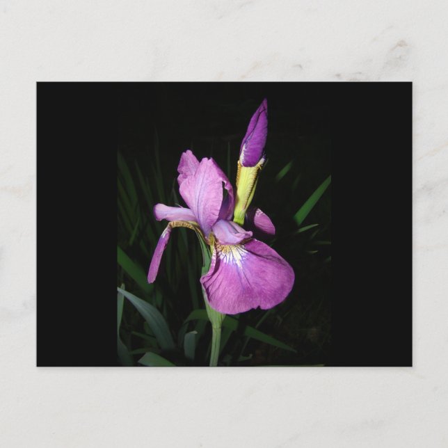  IRIS POSTKARTE (Vorderseite)