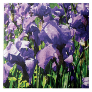 Iris-Prinzessin königlicher Smith Fliese