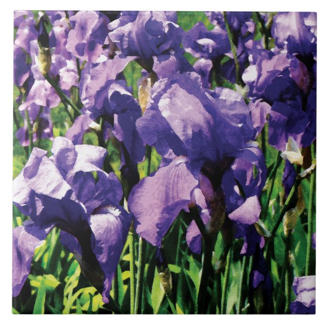 Iris-Prinzessin königlicher Smith Fliese (Vorderseite)