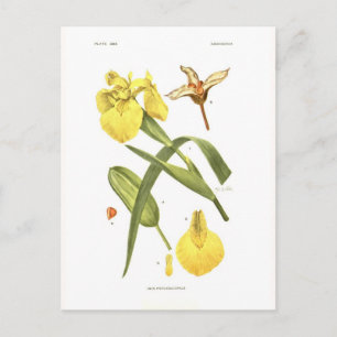 Iris pseudacorus postkarte