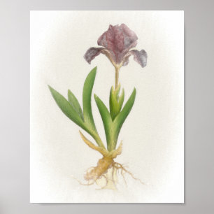 Iris Pumila Floral Print Poster