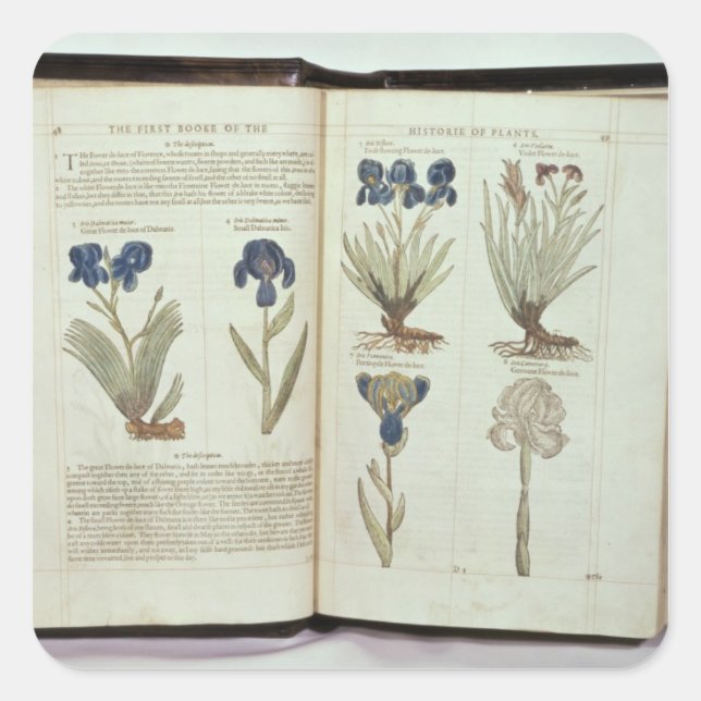 Iris Quadratischer Aufkleber (Vorderseite)