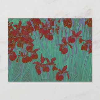Iris Red Postkarte