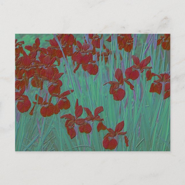 Iris Red Postkarte (Vorderseite)