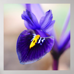 Iris Reticulata Blume Poster