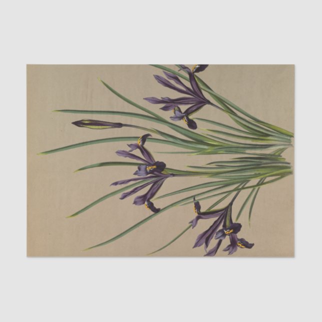 Iris Reticulata von Arentina Hendrica Arendsen Seidenpapier (Vorderseite)