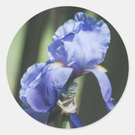 Iris Runder Aufkleber