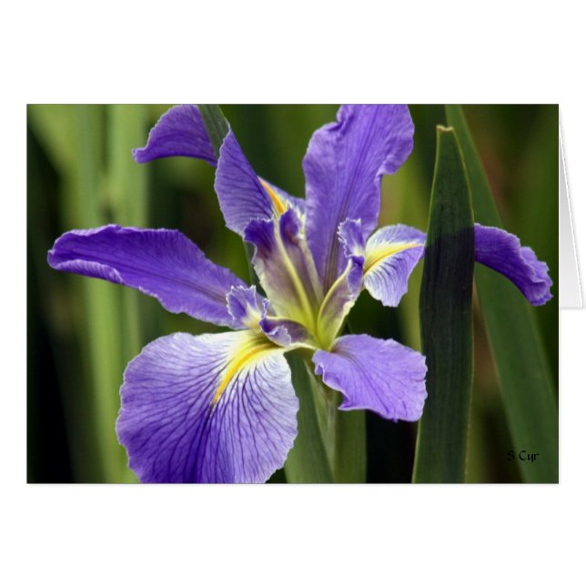 Iris, S Cyr (Vorderseite (Horizontal))