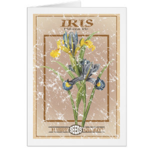 Iris - Samenpackung - Not leidend