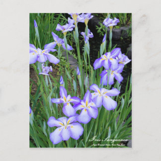 Iris sanguinea: Postkarte