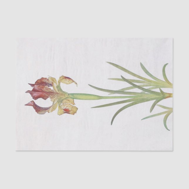 Iris Sari von William Dykes Seidenpapier (Vorderseite)