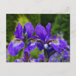 Iris sibirica Blumenfotografie Postkarte