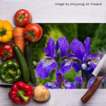 Iris sibirica Blumenfotografie