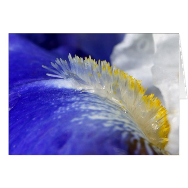 Iris singt die Blues (Vorderseite (Horizontal))