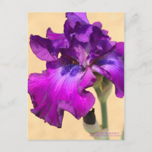 Iris "Sinti und Roma Romance"   [Postcard" Postkarte