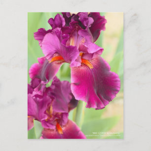 Iris "Sinti und Roma Romance":Postkarte Postkarte