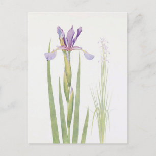Iris Spuria (Kashmir) von William Dykes Postkarte