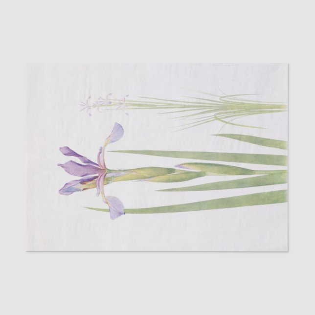 Iris Spuria (Kashmir) von William Dykes Seidenpapier (Vorderseite)