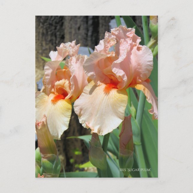 Iris "Sugar Plum" ポ [Postkarte] ス ト ド Postkarte (Vorderseite)