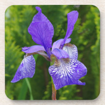 Iris Sybirica Blumenfotografie