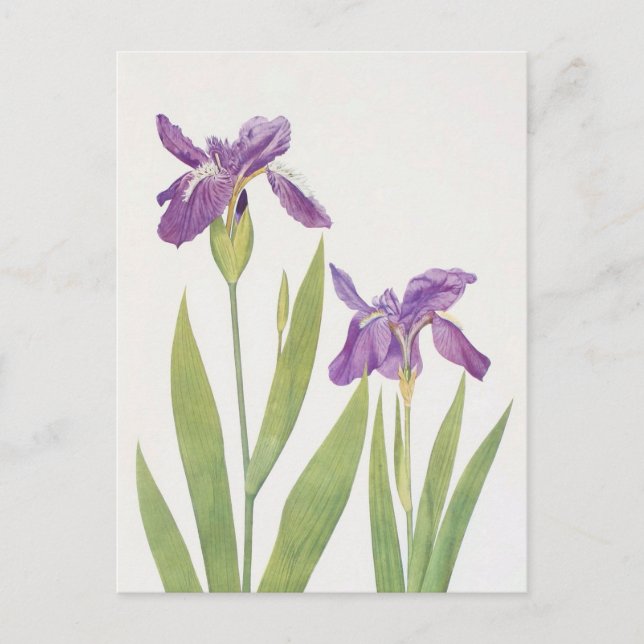 Iris Tectorum und Iris Loptec von William Dykes Postkarte (Vorderseite)
