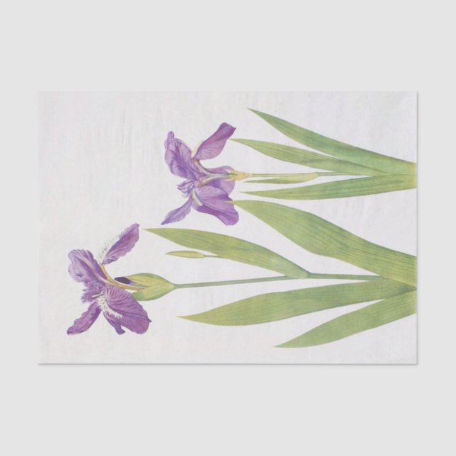 Iris Tectorum und Iris Loptec von William Dykes Seidenpapier (Vorderseite)